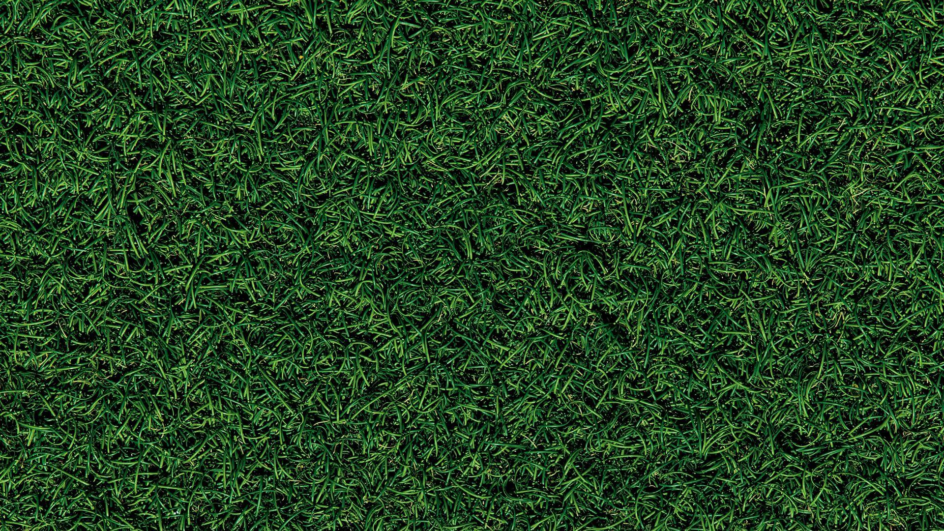 Artificial Grass News